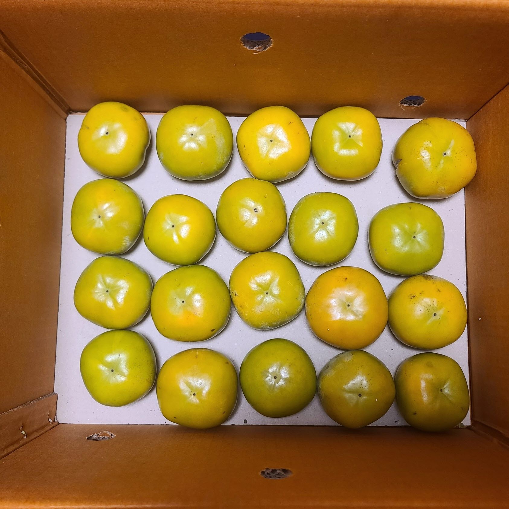 부유단감 못난이 아삭한 햇단감  10kg  무료배송