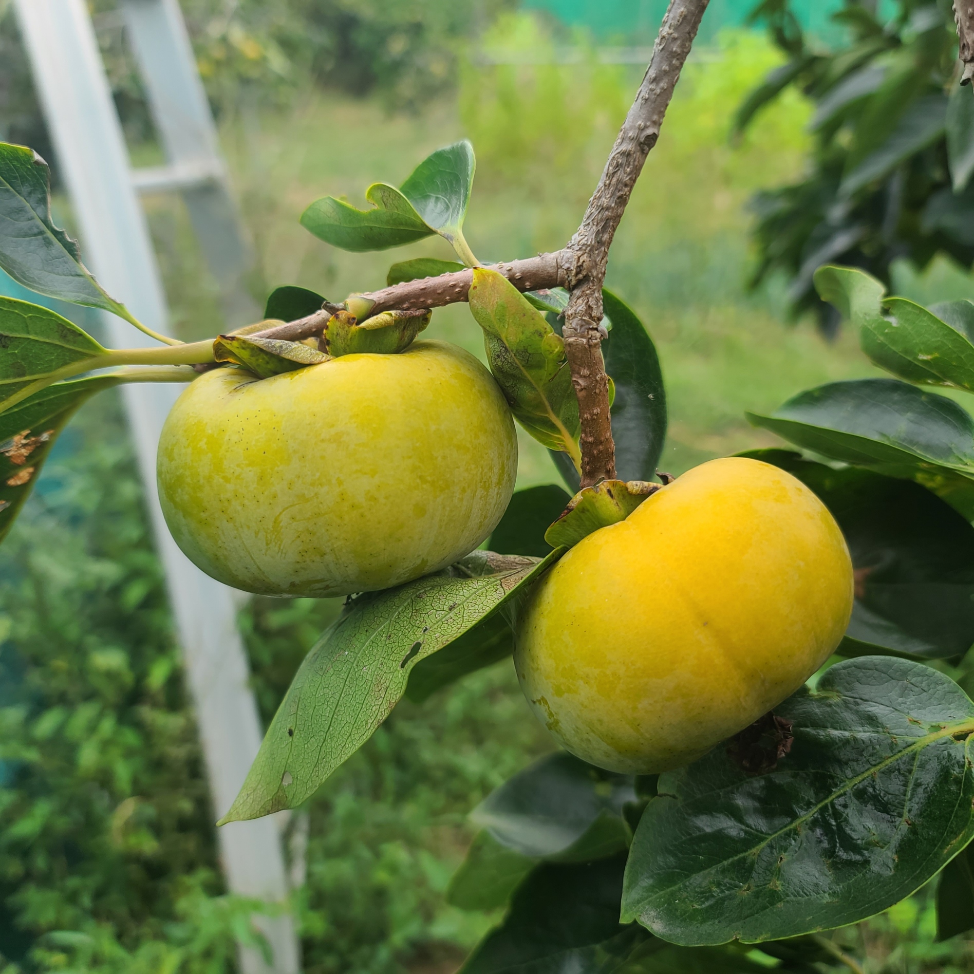 부유단감 못난이 아삭한 햇단감  10kg  무료배송